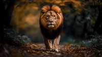 Majestic male lion with rich mane walking through dark forest path with autumn leaves, dramatic lighting creates mysterious atmosphere against blurred background.