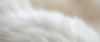 Soft white animal fur texture close-up with natural flowing strands creating luxurious background for cozy winter designs and organic material concepts.