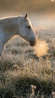White horse grazing in frost-covered meadow at golden hour, breath visible in cold morning air, warm sunlight illuminating mane and landscape for equestrian and nature projects.