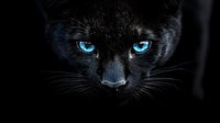 Black panther cub with striking blue eyes gazing directly at camera against dark background. Wild cat portrait showcasing intense feline stare and whiskers.