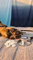 Dog paw close-up with stethoscope and pills on fabric surface, veterinary care and pet health concept for medical and animal wellness design projects.