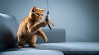 Orange tabby kitten playing with feather toy on gray sofa, playful pet behavior indoors for animal care and entertainment concepts.