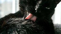 Black cat licking its paw in close-up detail. Feline grooming behavior with pink tongue visible. Suitable for pet care, animal behavior, and veterinary content.