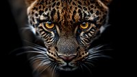 Intense close-up portrait of leopard with piercing golden eyes and detailed spotted fur pattern against dark background for wildlife photography.