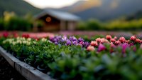 Colorful blooming flowers in rows at sunset with rustic cabin and mountains in background, creating serene countryside landscape for agriculture and gardening.