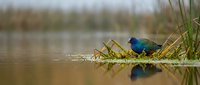 Purple swamphen wading through shallow water among reeds and marsh vegetation in natural wetland habitat for wildlife and nature photography.