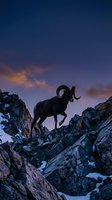 Bighorn sheep ram standing on rocky mountain cliff during twilight with dramatic purple sky and golden clouds for wildlife photography and nature themes.