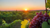 Ripe red grapes hanging on vine at sunset in vineyard with golden hour lighting and warm sky colors creating peaceful agricultural landscape scene.