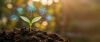 Young green plant seedling growing from soil with digital technology icons representing cloud computing, data analytics and connectivity in warm sunlight.