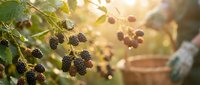 Fresh ripe blackberries growing on thorny bush branches with green leaves in warm golden sunlight, organic berry harvest season in garden orchard.