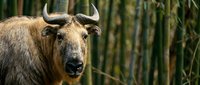 Close-up portrait of brown water buffalo with curved horns in natural bamboo forest habitat. Wildlife photography showcasing farm animal in tropical environment.