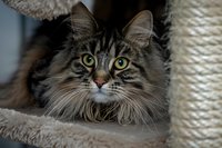 Long-haired tabby cat with striking green eyes resting on cat tree, close-up portrait showing detailed fur texture and alert expression against blurred background.