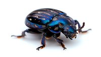 Metallic blue dung beetle macro photography on white background shows iridescent exoskeleton detail and distinctive insect anatomy. Isolated specimen study.