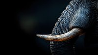 Close-up dramatic view of elephant tusk and textured skin against dark background, showing intricate details and natural patterns in wildlife photography.