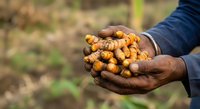 Farmer holding freshly harvested turmeric roots in hands over agricultural field, showcasing organic spice cultivation and harvest for food production and culinary use.