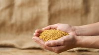 Hands holding golden millet seeds over burlap sack background. Suitable for agriculture, farming, grain trade, food production, and harvest-related content.