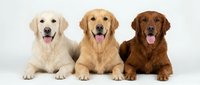 Three golden retriever dogs in different coat colors lying together with tongues out on white background isolated for pet care design projects.