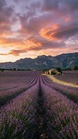 Lavender field rows leading to rustic stone farmhouse under dramatic sunset sky with mountains in background creating peaceful rural landscape scene.