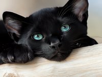 Close up portrait of black cat with striking turquoise eyes lying on light wooden surface, looking directly at camera with mysterious expression.