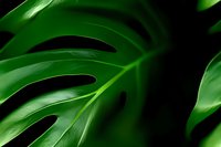 Close-up view of vibrant green monstera leaf showing detailed texture and natural pattern against dark background, creating dramatic botanical composition.
