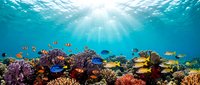 Vibrant coral reef ecosystem with tropical fish swimming among colorful corals under sunbeams filtering through crystal clear ocean water.