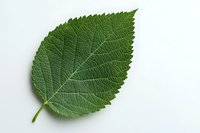 Fresh green leaf with detailed veins and serrated edges isolated on white background for nature, botanical, and environmental design projects.