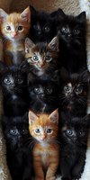 Group of adorable black and ginger kittens with bright eyes looking at camera, arranged in vertical composition. Close-up portrait of young cats showing different expressions.
