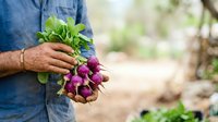 Farmer holding fresh purple radishes with green leaves in hands outdoors, harvesting organic vegetables from garden or farm field.