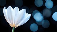White tulip flower against dark background with blue bokeh lights creating dreamy atmosphere, macro photography with soft focus and artistic composition.