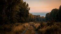 Young brown dog running on forest trail at golden hour sunset with evergreen trees and mountains in distant background.