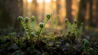 Young fern fronds unfurling in spring forest with warm sunlight filtering through trees, new growth emerging from mossy ground in natural woodland setting.