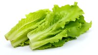Fresh green romaine lettuce leaves isolated on white background. Clean eating and healthy salad ingredient for food service and culinary design.