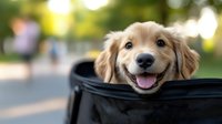 Adorable golden retriever puppy with tongue out sitting in black pet carrier bag outdoors on sunny day, ready for travel adventures and transportation.
