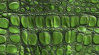 Green crocodile skin texture with detailed scales and bumps in macro photography showing natural leather pattern and surface structure for luxury design projects.