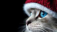 Striking close-up profile of ragdoll cat with intense blue eyes wearing red Christmas Santa hat against dark background, selective focus on eye and facial features.