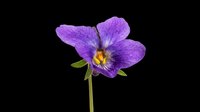 Vibrant purple orchid flower with yellow center, isolated on transparent background. Ready for t-shirt designs, clipart, stickers, sublimation, and print-on-demand projects.