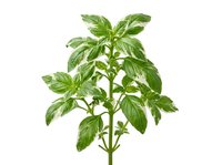 Isolated fresh basil plant with vibrant green leaves on transparent background, ready for culinary design, cooking graphics, and recipe illustrations.