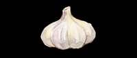 Whole garlic bulb with papery skin isolated on transparent background, ready for culinary, recipe, cooking, and food design projects including t-shirts, clipart, and print-on-demand products.