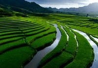 Aerial view of lush green rice paddies with winding irrigation channels and mountain backdrop, showcasing agricultural landscape and farming terrain.