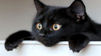 Curious black cat with bright amber eyes peeking over white surface, showing playful expression and extended paws in natural lighting setting.