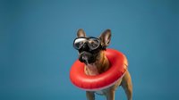 Fawn French Bulldog wearing oversized sunglasses and red inflatable ring against blue background, ready for summer designs and pet-themed projects.