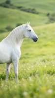 White horse standing gracefully in a lush green meadow with rolling hills, long mane flowing, serene nature scene for prints and decor.