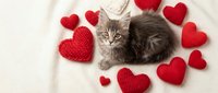Adorable gray tabby kitten surrounded by red knitted hearts on white blanket for Valentine's Day celebration and romantic pet photography.