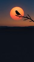 Bird silhouette perched on bare branch against large orange sunset sun, dramatic twilight sky with warm gradient colors fading to dark blue horizon.