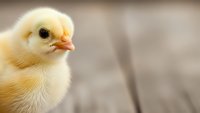Adorable yellow baby chick with fluffy feathers on rustic wooden background for farm and agriculture concepts.