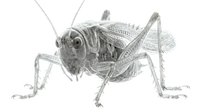 Detailed grasshopper illustration on white background, suitable for educational materials, nature designs, scientific publications, and wildlife clipart applications.