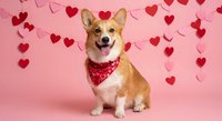Adorable corgi dog wearing red bandana sitting against pink background with heart decorations for Valentine's Day celebration and romantic holiday themes.