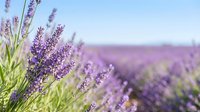 Purple lavender flowers blooming in field with soft focus background. Natural aromatherapy herbs growing in rows. Organic farming and essential oil production concept.