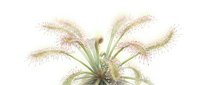 Delicate ornamental grass with feathery pink and cream plumes radiating outward, featuring fine, hair-like foliage. Suitable for botanical illustrations, garden design, and nature publications.