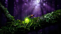 Glowing firefly with bright green light sits on moss-covered branch in mystical purple forest creating magical nighttime atmosphere for fantasy designs.